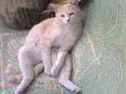 Chat assis tout seul chaleur d'été