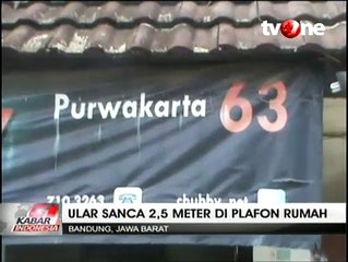 Ular Sanca 2,5 Meter Bersarang di Plafon Rumah