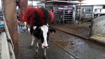 Des robots pour s'occuper des vaches au Gaec d'Anglemont dans les Vosges