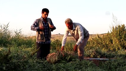 Şampiyon adayı karpuzlar için nöbetteler- DİYARBAKIR