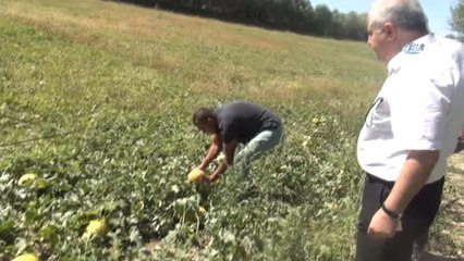 Sıhke Kavunu Koruma Altına Alındı