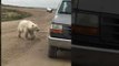 Curious Polar Bear Playfully Interacts With Its Reflection in Car Bumper