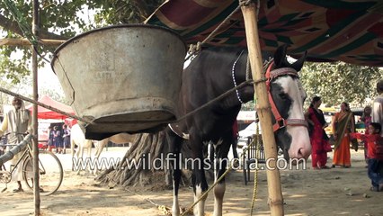 Bihari traders put their horses on display at Sonepur Mela Bihar