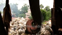Chitwan Elephants - feeding process