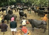 Cattle ahoy- Indian traders bring their livestock to Sonepur Mela Bihar