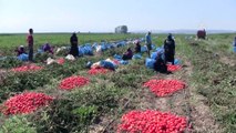 Salçalık domates üreticisi fiyatlardan memnun - BURSA