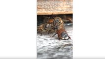 Des abeilles nettoient une abeille recouverte de miel