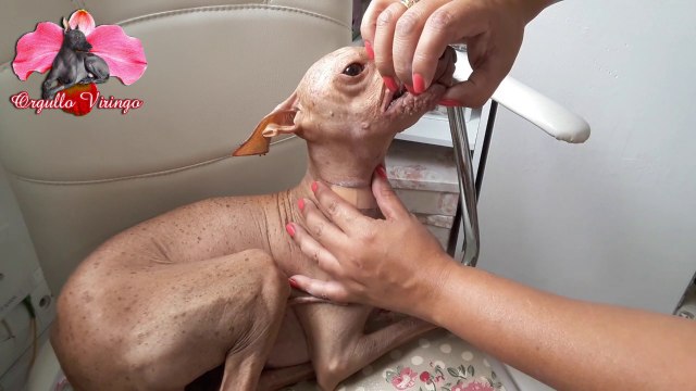 COMO CURAR RASGUÑONES LEVES EN TU PERRO DEL PERU - Peruvian Hairless Dog