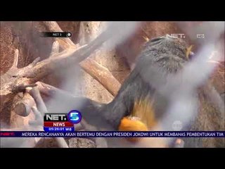 Berawal dari Keisengan, Aksi Menyemburkan Asap Pada Satwa Dikecam - NET 5