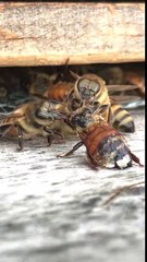 Des abeilles nettoient une des leurs recouverte de miel