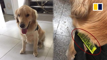 Greedy fake police dog ‘detained’ in China