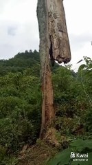 Originally I Thought to Be a Dead Tree but the Truth Suddenly