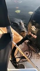 Un crocodile essaye de monter sur le bateau d'un pêcheur !