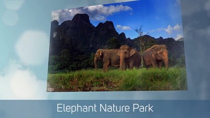 Khao Sok National Park Elephants