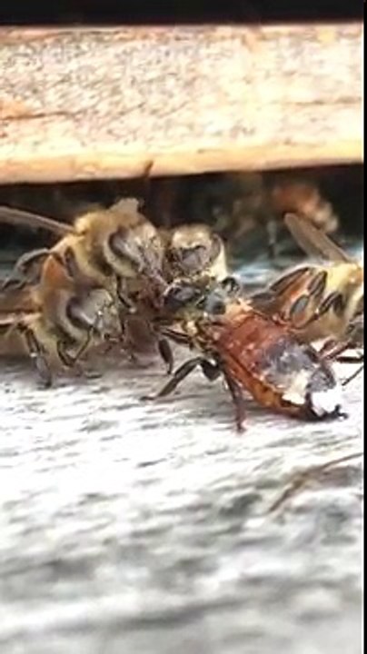Des abeilles nettoient une abeille recouverte de miel