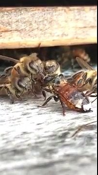 Des abeilles nettoient une abeille recouverte de miel