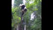 Ce panda veut grimper bien trop haut dans l'arbre... Et bim