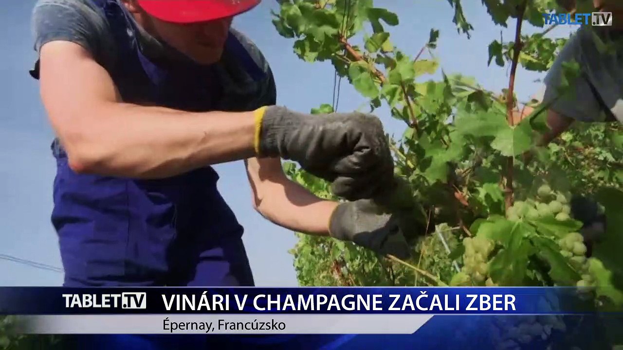 Vinári z oblasti Champagne vo Francúzsku už začali so zberom hrozna