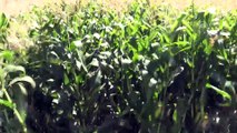 Bingöl Ovası'nda mısır hasadı