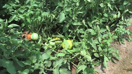 Güneydoğu'da verimli domates arayışları - ŞANLIURFA