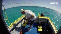 روبوت للقضاء على نجمات البحر المؤذية في الحاجز المرجاني العظيم