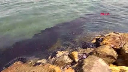 İzmir Aliağa ve Foça Sahillerinde Ham Petrol Kirliliği