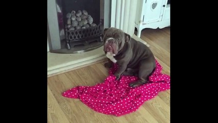 Guilty bulldog raises paw when owner asks who chewed up remote