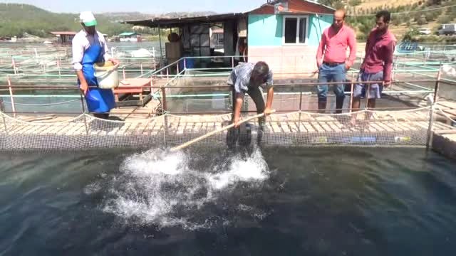 Kahramanmaraş'ta Toplu Balık Ölümleri...vatandaşlar Kılavuzlu Barajı'na Ölü Balık Bırakıldığını...