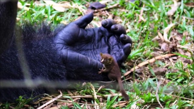 La réaction de ce gorille qui rencontre un minuscule nouvel ami est la chose la plus mignonne que vous verrez aujourd'hui