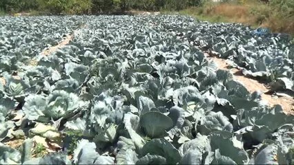 Niğde Lahana Üretiminde Türkiye Birincisi