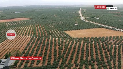 Olivos de Cazorla - Étape 7 / Stage 7 - La Vuelta 2018