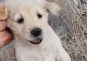 Crete Shelter Rescues Golden Retriever Pups Abandoned in Bushes