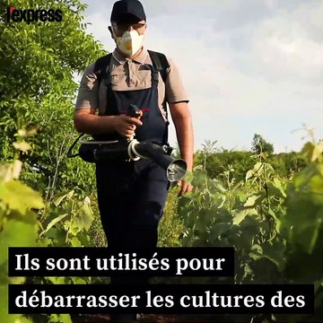 Drones, pesticides, gaz: ce qui change en septembre