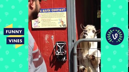 Try Not To Laugh Funniest Animal Compilation August 2018 | Funny Pet Videos