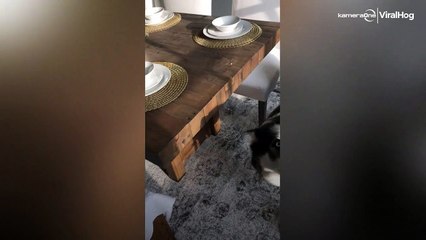 Hunden som vägrar att erkänna sitt hyss