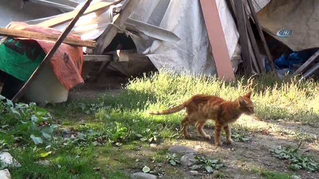 Uçurumdaki kedisini kurtarmak isteyen yaşlı kadın mahsur kaldı