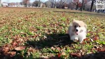 Cutes dogs - Cutest dog in the world - Cute dogs clips 2018