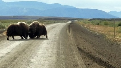 Muskox Go Head to Head
