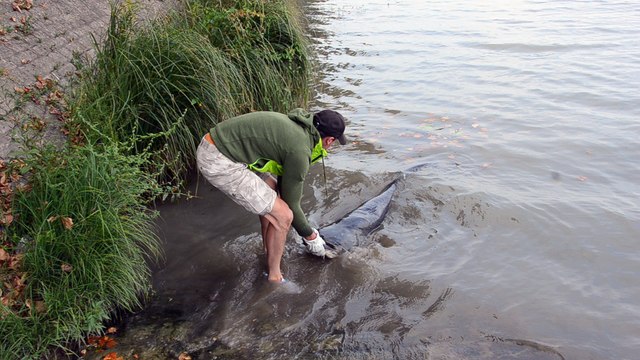 Mâcon : remise à l'eau d'un silure de 2,40 mètres