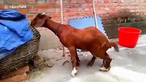 Calf born with two bottoms and six legs