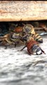 Des abeilles nettoient une abeille recouverte de miel