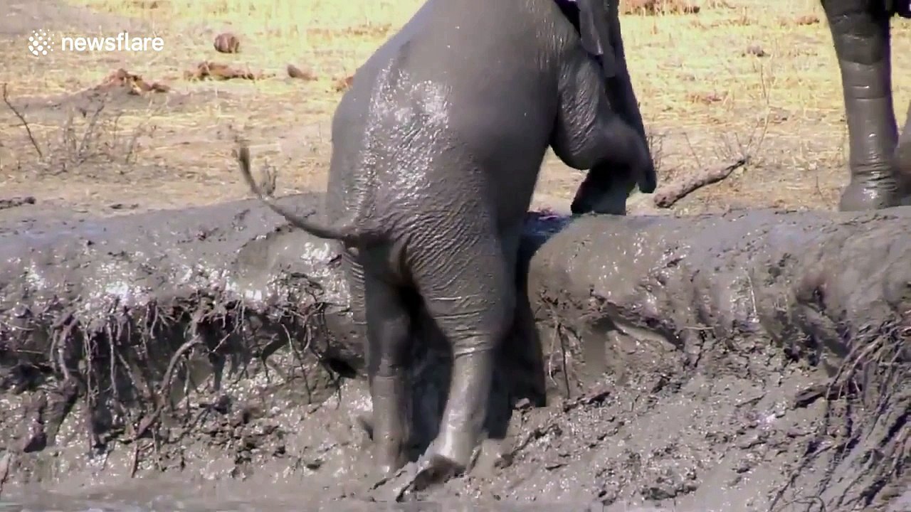 Slippin' and slidin': Baby elephant takes tumble getting out of mud bath