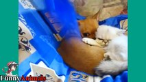 Cat and Kittens Vs Chihuahua Are Best Friend - Cats Loves Chihuahua
