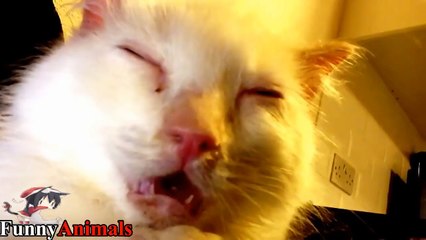 Lovely Moment of Cat When They're Sleepy - Funny Cats Video 2017