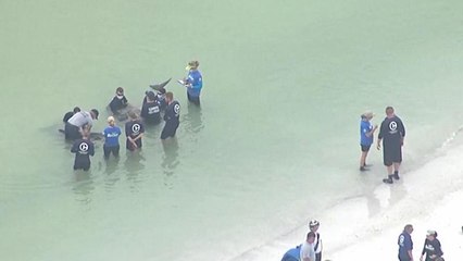 Watch: Rescuers save distressed pygmy killer whales off Florida coast