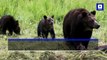 US District Judge Temporarily Blocks Grizzly Bear Hunts