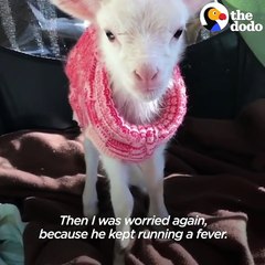 Fuzzy Little Lamb Is Nonstop Chaos | The Dodo Little But Fierce