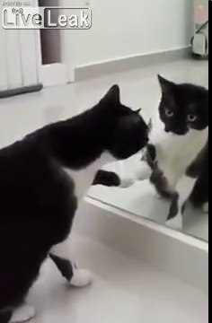 Hilarant Ce Chat Parle Avec Lui Meme Devant Un Miroir Video Dailymotion