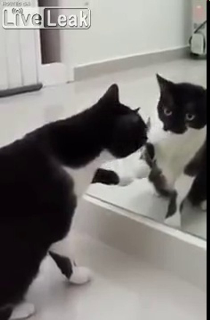 Hilarant - ce chat parle avec lui-même devant un miroir ! - Vidéo  Dailymotion