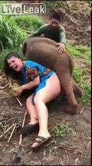 Cet éléphanteau est amoureux d'une touriste ! Bébé mais intéressé !